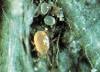 Amblyseius fallacis.